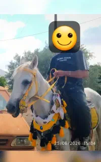 اسب مادیان