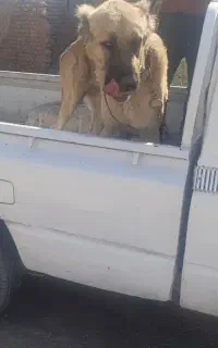 تیوتا وانت کرایه ای