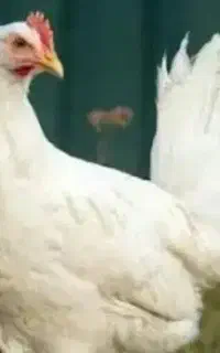 مرغ زنده