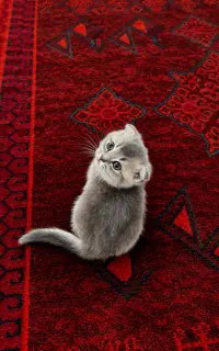 واگذاری گربه وارداتی