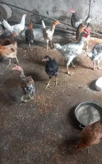 .باریک خروس جوجه اصل به شرط
