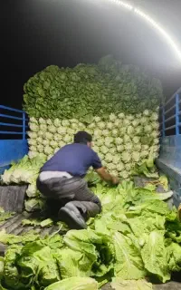 پخش کاهو
