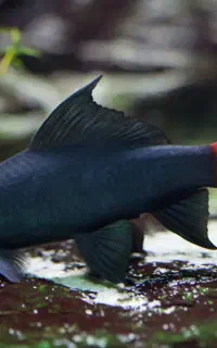 ماهی گیاه  خوار