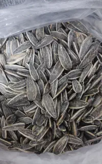 تخمه یک دست درجه یک سنقر