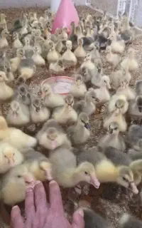 فروش عمده جوجه غاز یک هفته