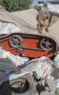 برگ زن چغندر