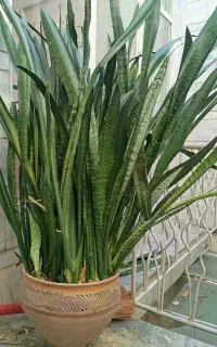 گیاه