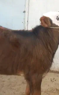 گوساله سیمنتال نر