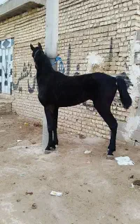 اسب نریان کورد