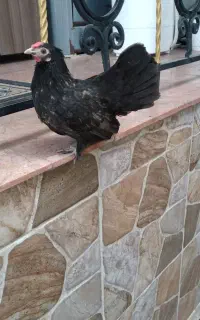 مرغ منیاتوری