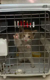 بچه گربه