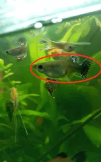 ماهی گوپی ۳ سانت