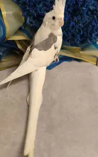 عروس هلندی