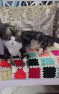 واگذاری رایگان گربه dsh