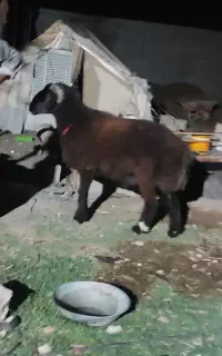 قوچ دو رون