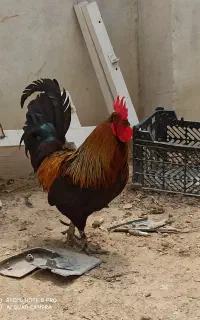 خروس محلی