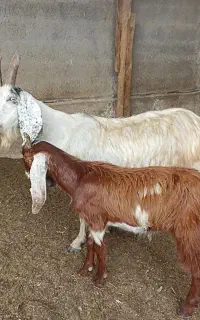 بز کبود و بزغاله