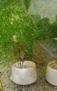 آکواریم ۴۰ در ۴۰