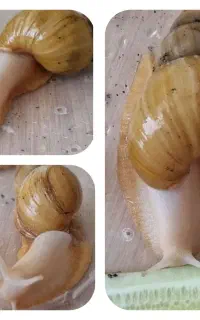 حلزون سوپرمولد