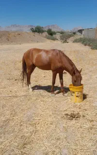 اسب نر