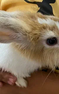 خرگوش