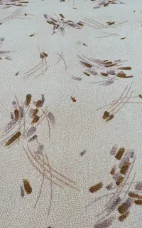 پالاز موکت