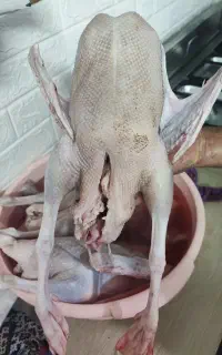 فروش غاز و اردک محلی و جوجه مرغ آماده به تخم