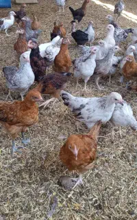 جوجه گلپایگانی