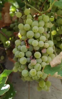 انگور