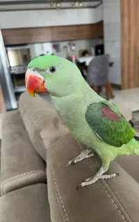 شاه طوطی سبز