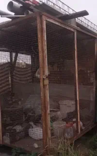 سه قفس  حدودا ۹ متری پرندگان و نگهداری حیوانات
