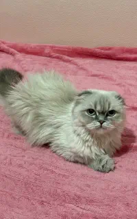 گربه اسکاتیش