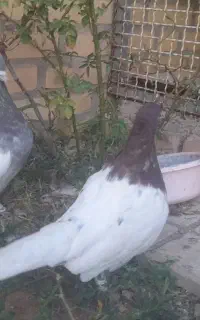 کبوترکله سرخ