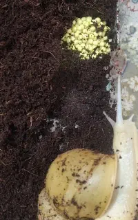 حلزون آلبینو