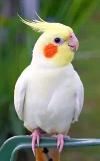 عروس هلندی