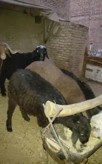 بره نر