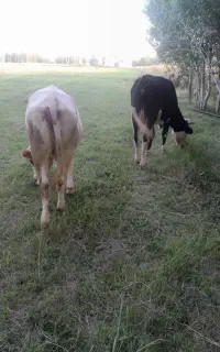 گوساله ماده
