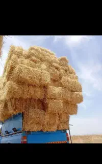 پرس جو گندم