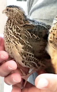 بلدرچین
