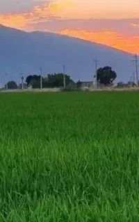 نیازمند کارگر