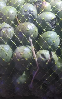 فروش روزانه  گردو