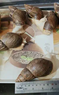 حلزون آچاتینا مولد تخم گذار نژاد آلبینو و جید