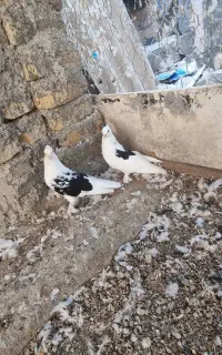 دوکت پلنگی درجای