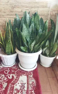گل لبه طلایی وسانسوریا ومهتابی