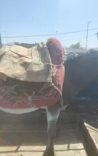 الاغ