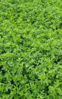 یونجه
