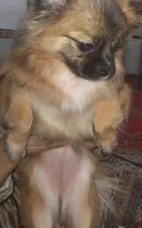 سگ پامر