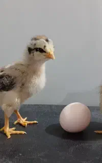 جوجه گلپایگان جوجه اردک‌‌ فروش به صورت جزعی و کلی