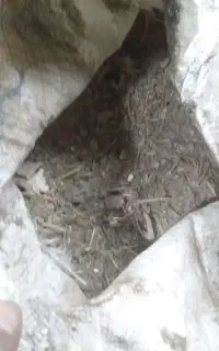 کود مرغی