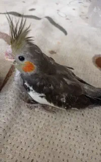 جوجه عروس هلندی